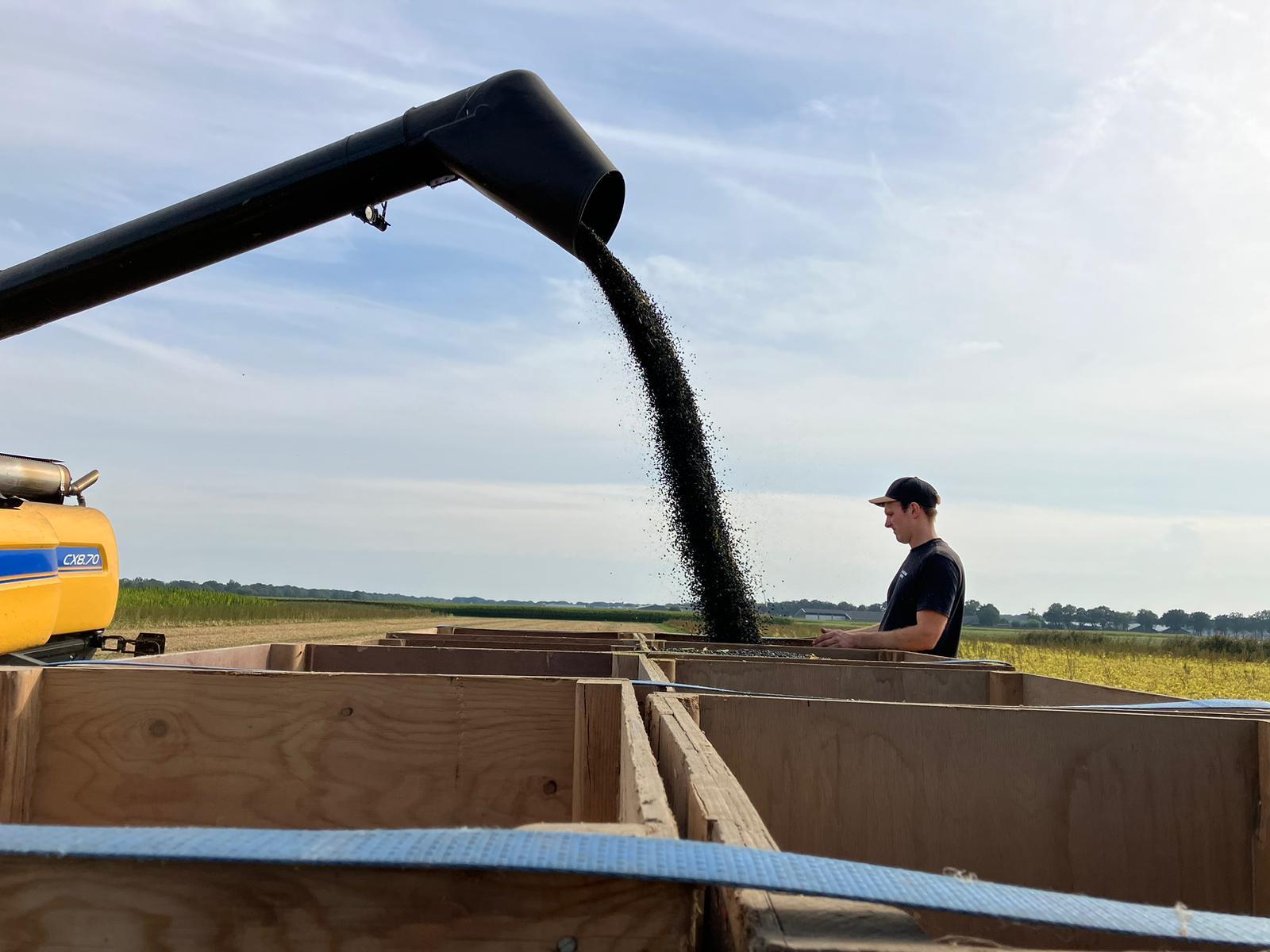 oogst zwarte bonen
